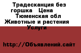 Традесканция без горшка › Цена ­ 10 - Тюменская обл. Животные и растения » Услуги   